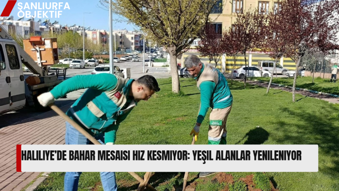 Haliliye’de bahar mesaisi hız kesmiyor: yeşil alanlar yenileniyor